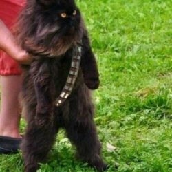 Wookie Cat.photo